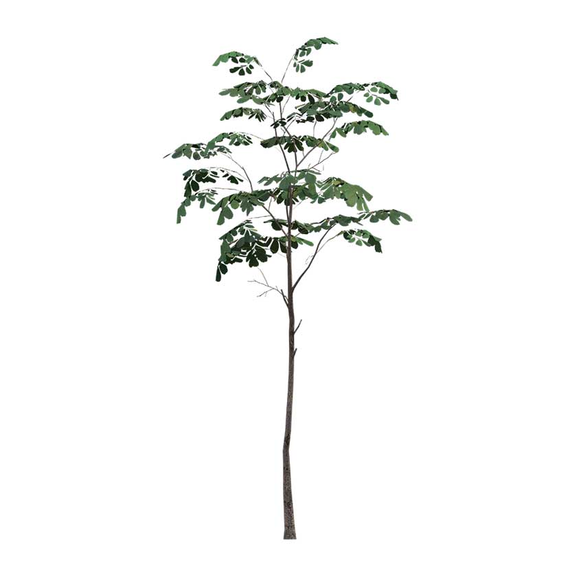 Dalbergia sissoo - Rosewood Tree (M)